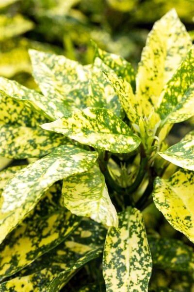 Japanische aukube Aucuba japonica 'Crotonifolia' Strauch 60-80 C10 Aucuba japonica 'Crotonifolia' Strauch 60-80 cm