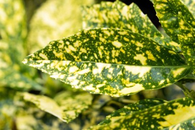 Aucuba japonica 'Crotonifolia' Strauch 80-100 cm