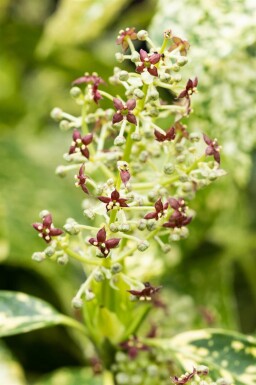 Aucuba japonica 'Crotonifolia' Strauch 80-100 cm