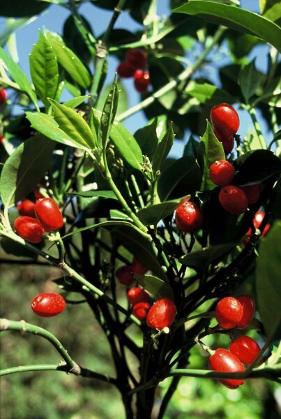 Japanische Aukube 'Rozannie' Aucuba japonica 'Rozannie' Strauch 80-100 C12 Aucuba japonica 'Rozannie' Strauch 80-100 cm