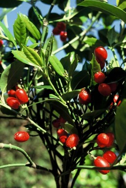 Japanische Aukube 'Rozannie' Aucuba japonica 'Rozannie' Strauch 80-100 C12 Aucuba japonica 'Rozannie' Strauch 80-100 cm