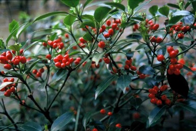 Japanische Aukube 'Rozannie' Aucuba japonica 'Rozannie' Strauch 80-100 C12 Aucuba japonica 'Rozannie' Strauch 80-100 cm