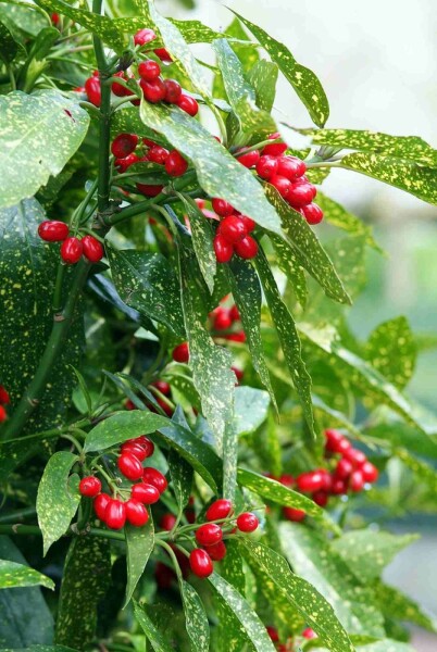 Aucuba japonica 'Variegata' Strauch 25-35 cm