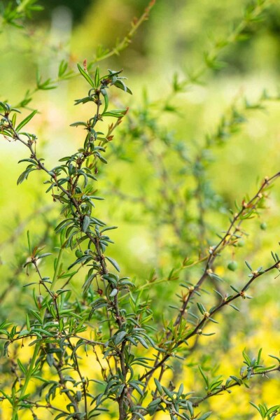 Berberis stenophylla Strauch 60-80 cm