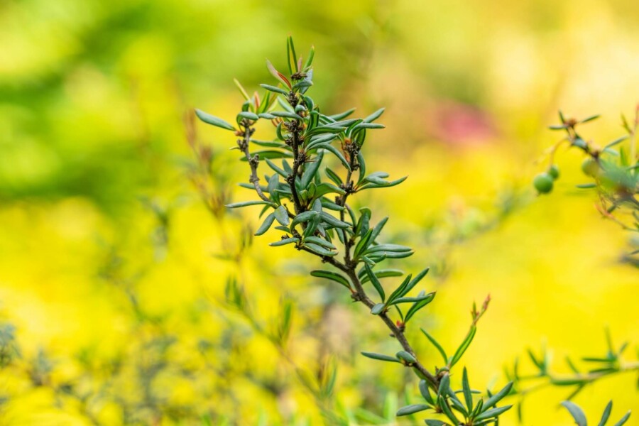 Berberitze Berberis stenophylla Strauch 60-80 C10 Berberis stenophylla Strauch 60-80 cm