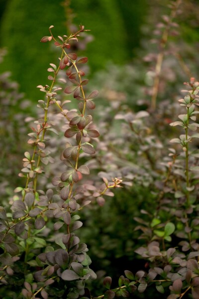 Thunbergs berberitze Berberis thunbergii Strauch 60-80 C7,5 Berberis thunbergii Strauch 60-80 cm