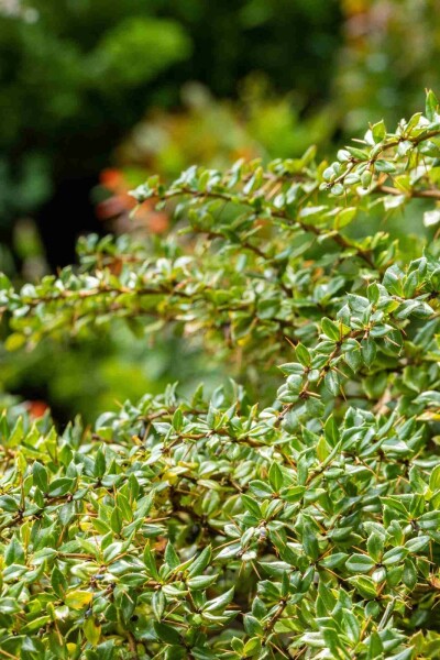 Berberis thunbergii 'Bagatelle' Strauch 20-25 cm