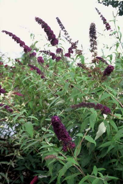 Schmetterlingsstrauch 'Black Knight' Buddleja davidii 'Black Knight' Strauch 60-80 C7,5 Buddleja davidii 'Black Knight' Strauch 60-80 cm