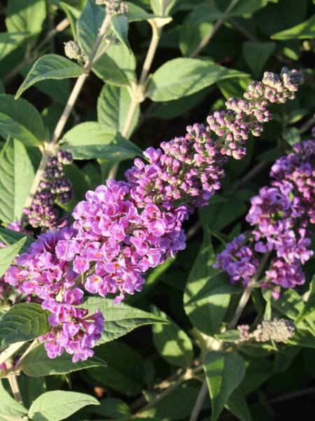 Sommerflieder 'Blue Chip' Buddleja davidii 'Blue Chip' Strauch 40-50 C7,5 Buddleja davidii 'Blue Chip' Strauch 40-50 cm