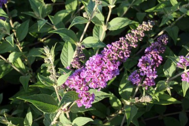 Sommerflieder 'Blue Chip' Buddleja davidii 'Blue Chip' Strauch 40-50 C7,5 Buddleja davidii 'Blue Chip' Strauch 40-50 cm