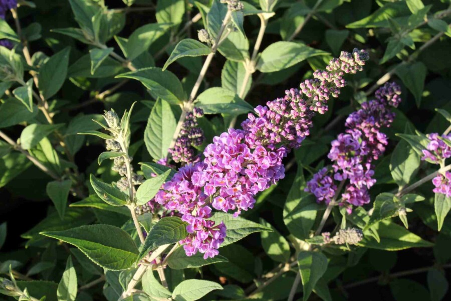 Sommerflieder 'Blue Chip' Buddleja davidii 'Blue Chip' Strauch 50-60 C12 Buddleja davidii 'Blue Chip' Strauch 50-60 cm
