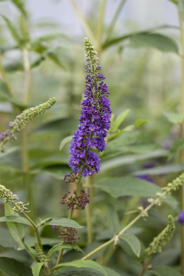 Sommerflieder Buddleja davidii 'Empire Blue' Strauch 60-80 C7,5 Buddleja davidii 'Empire Blue' Strauch 60-80 cm