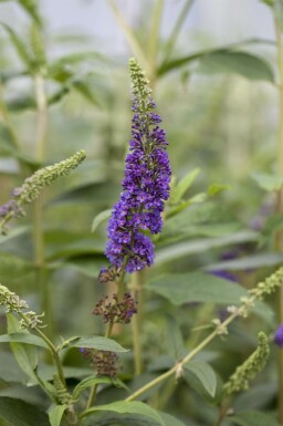 Sommerflieder Buddleja davidii 'Empire Blue' Strauch 60-80 C7,5 Buddleja davidii 'Empire Blue' Strauch 60-80 cm