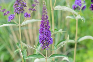 Sommerflieder Buddleja davidii 'Empire Blue' Strauch 60-80 C7,5 Buddleja davidii 'Empire Blue' Strauch 60-80 cm