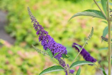 Buddleja davidii 'Empire Blue' Strauch 60-80 cm