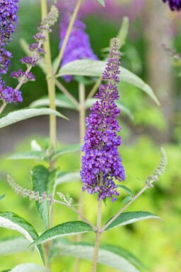Buddleja davidii 'Empire Blue' Strauch 100-125 cm