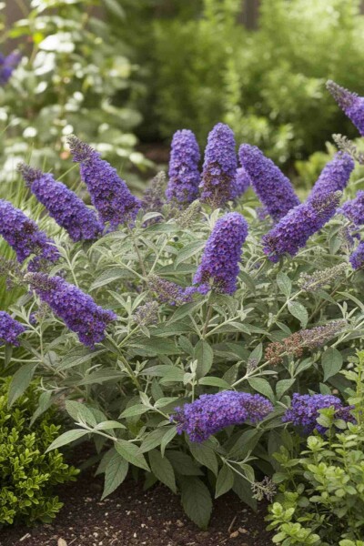 Sommerflieder Buddleja davidii 'Free Petite Blue Heaven' Strauch 40-50 C5 Buddleja davidii 'Free Petite Blue Heaven' Strauch 40-50 cm