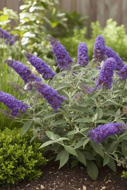 Sommerflieder Buddleja davidii 'Free Petite Blue Heaven' Strauch 40-50 C5 Buddleja davidii 'Free Petite Blue Heaven' Strauch 40-50 cm