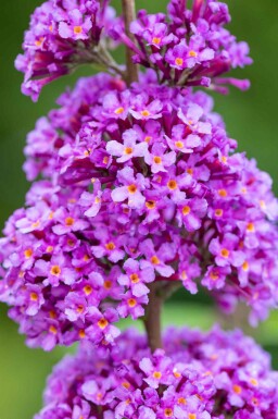 Buddleja davidii 'Ile de France' Strauch 40-60 cm