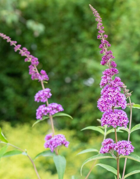 Buddleja davidii 'Ile de France' Strauch 60-80 cm