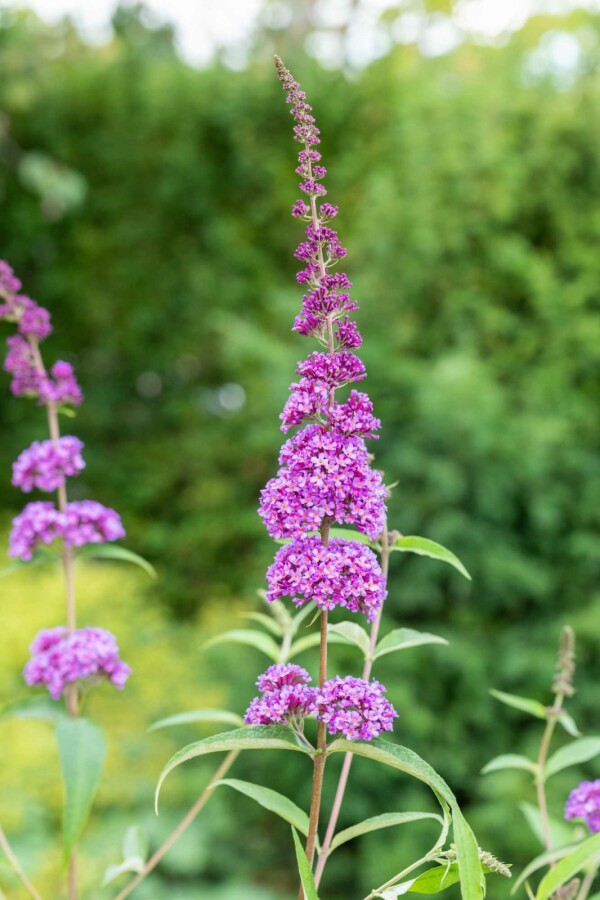 Sommerflieder Buddleja davidii 'Ile de France' Strauch 60-80 C7,5 Buddleja davidii 'Ile de France' Strauch 60-80 cm