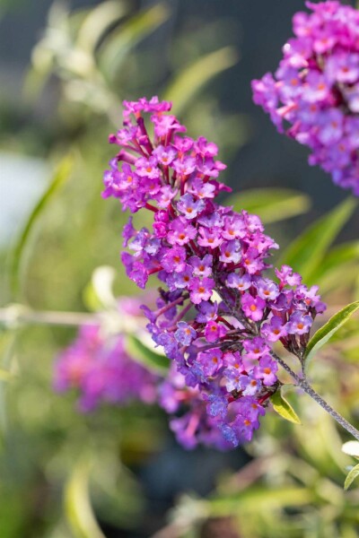 Sommerflieder Buddleja davidii 'Nanho Purple' Strauch 30-40 C2 Buddleja davidii 'Nanho Purple' Strauch 30-40 cm