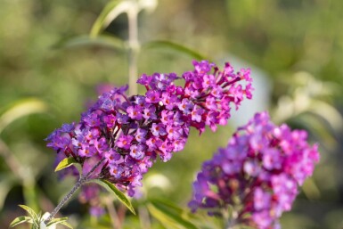 Buddleja davidii 'Nanho Purple' Strauch 30-40 cm