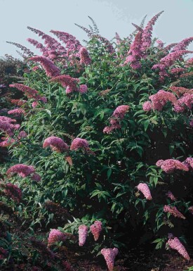 Buddleja davidii 'Pink Delight' Strauch 40-60 cm