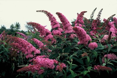 Buddleja davidii 'Pink Delight' Strauch 40-60 cm