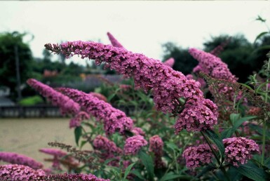Buddleja davidii 'Pink Delight' Strauch 80-100 cm
