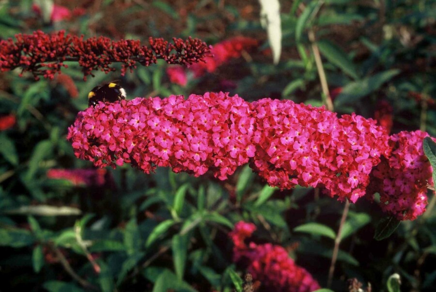 Schmetterlingsstrauch 'Royal Red' Buddleja davidii 'Royal Red' Strauch 40-60 C3 Buddleja davidii 'Royal Red' Strauch 40-60 cm