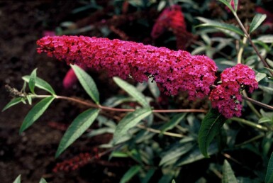 Schmetterlingsstrauch 'Royal Red' Buddleja davidii 'Royal Red' Strauch 40-60 C3 Buddleja davidii 'Royal Red' Strauch 40-60 cm