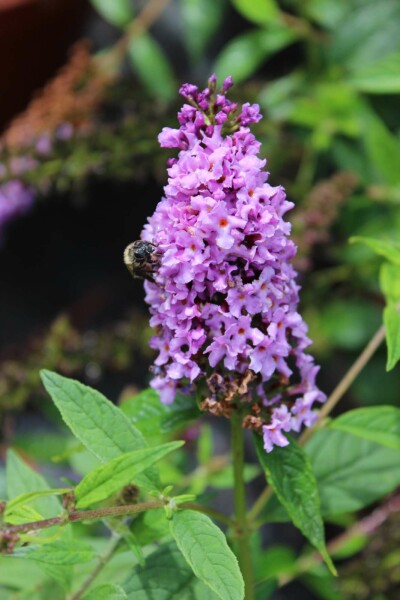 Sommerflieder Buddleja 'Lilac Chip' Strauch 40-60 C5 Buddleja 'Lilac Chip' Strauch 40-60 cm