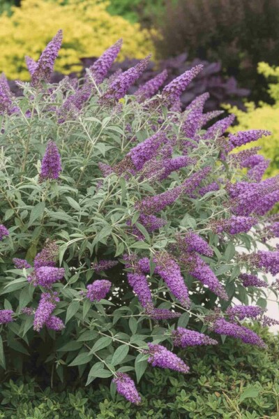 Buddleja 'Purple Chip' Strauch 30-40 cm