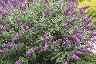 Buddleja 'Purple Chip' Strauch 30-40 cm