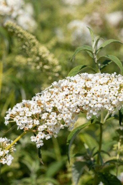 Buddleja 'White Chip' Strauch 40-50 cm