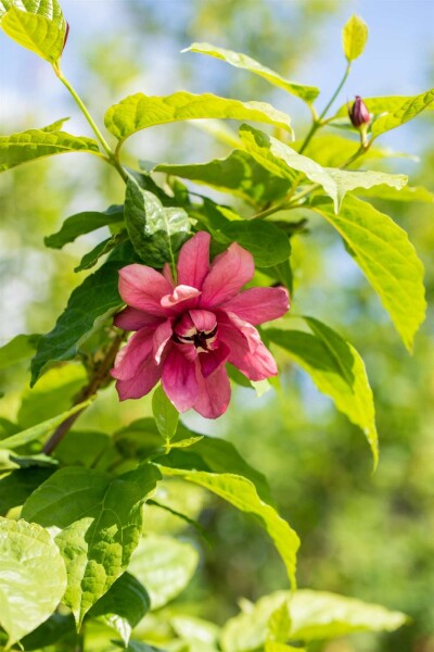 Calycanthus floridus Strauch 150-175 cm