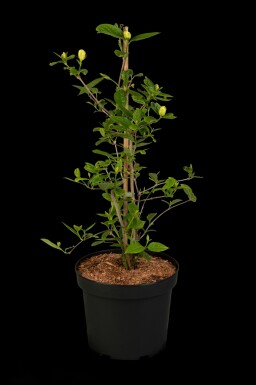 Calycanthus 'Venus' Strauch 40-60 cm