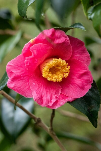 Japanische kamelie Camellia japonica 'Dr King' Strauch 80-100 C15 Camellia japonica 'Dr King' Strauch 80-100 cm