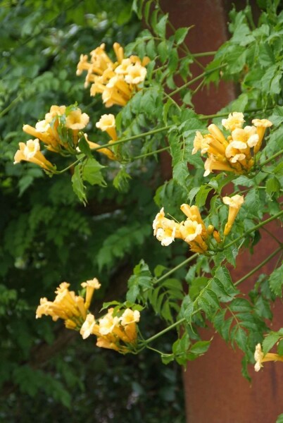Campsis radicans 'Flava' Strauch 80-100 cm