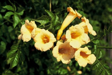 Campsis radicans 'Flava' Strauch 80-100 cm