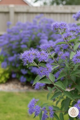 Caryopteris clandonensis 'Heavenly Blue' Strauch 20-25 cm