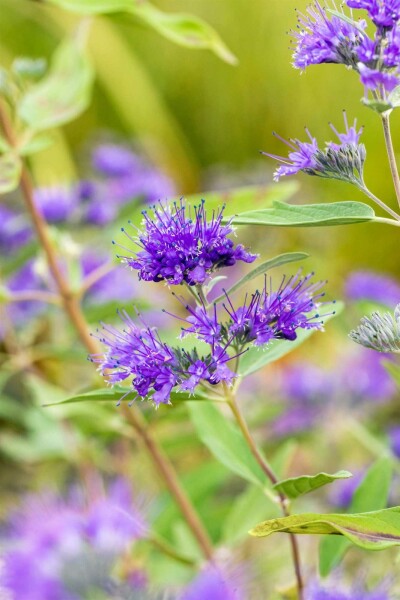 Caryopteris clandonensis 'Heavenly Blue' Strauch 30-40 cm