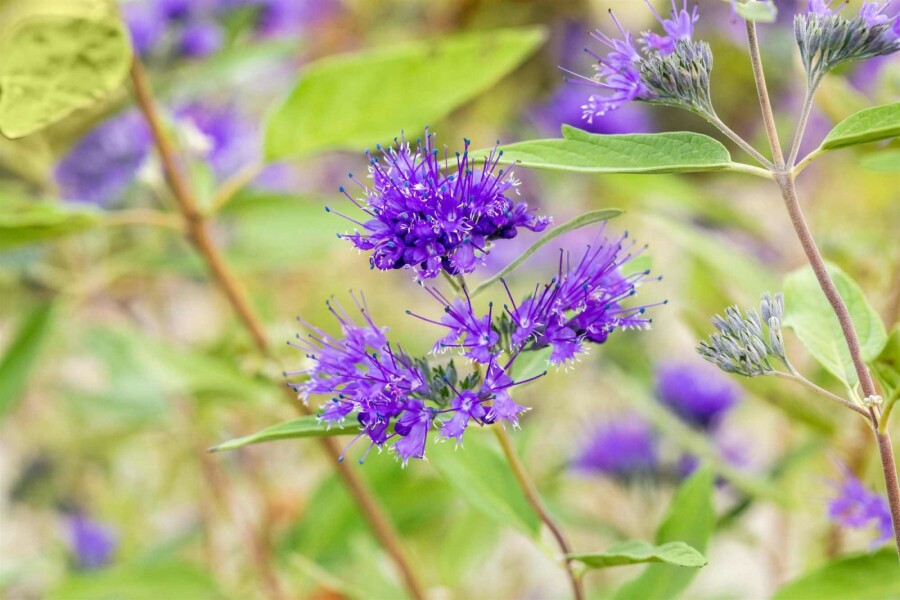 Bartblume Caryopteris clandonensis 'Heavenly Blue' Strauch 30-40 C3 Caryopteris clandonensis 'Heavenly Blue' Strauch 30-40 cm