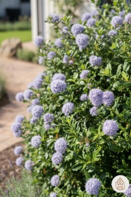 Ceanothus 'Blue Mound' Strauch 30-40 cm