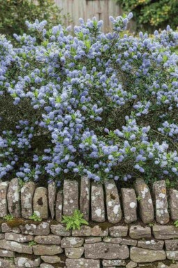 Säckelblume Ceanothus burkwoodii Strauch 60-80 C10 Ceanothus burkwoodii Strauch 60-80 cm