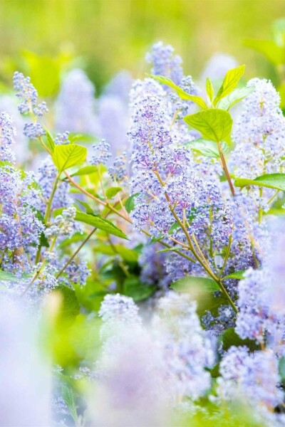 Ceanothus 'Gloire de Versailles' Strauch 30-40 cm