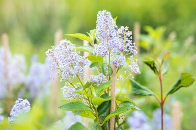 Ceanothus 'Gloire de Versailles' Strauch 30-40 cm