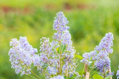 Ceanothus 'Gloire de Versailles' Strauch 40-50 cm