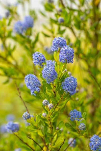 Säckelblume Ceanothus impressus 'Victoria' Strauch 25-30 C2 Ceanothus impressus 'Victoria' Strauch 25-30 cm